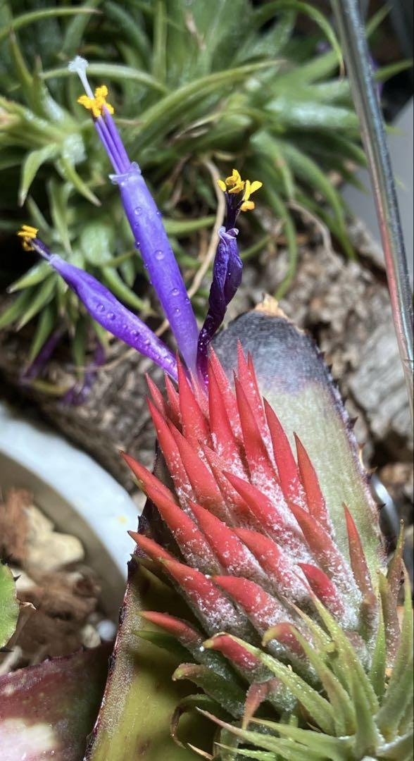 Tillandsia ionantha ‘Enano' RFI A20820