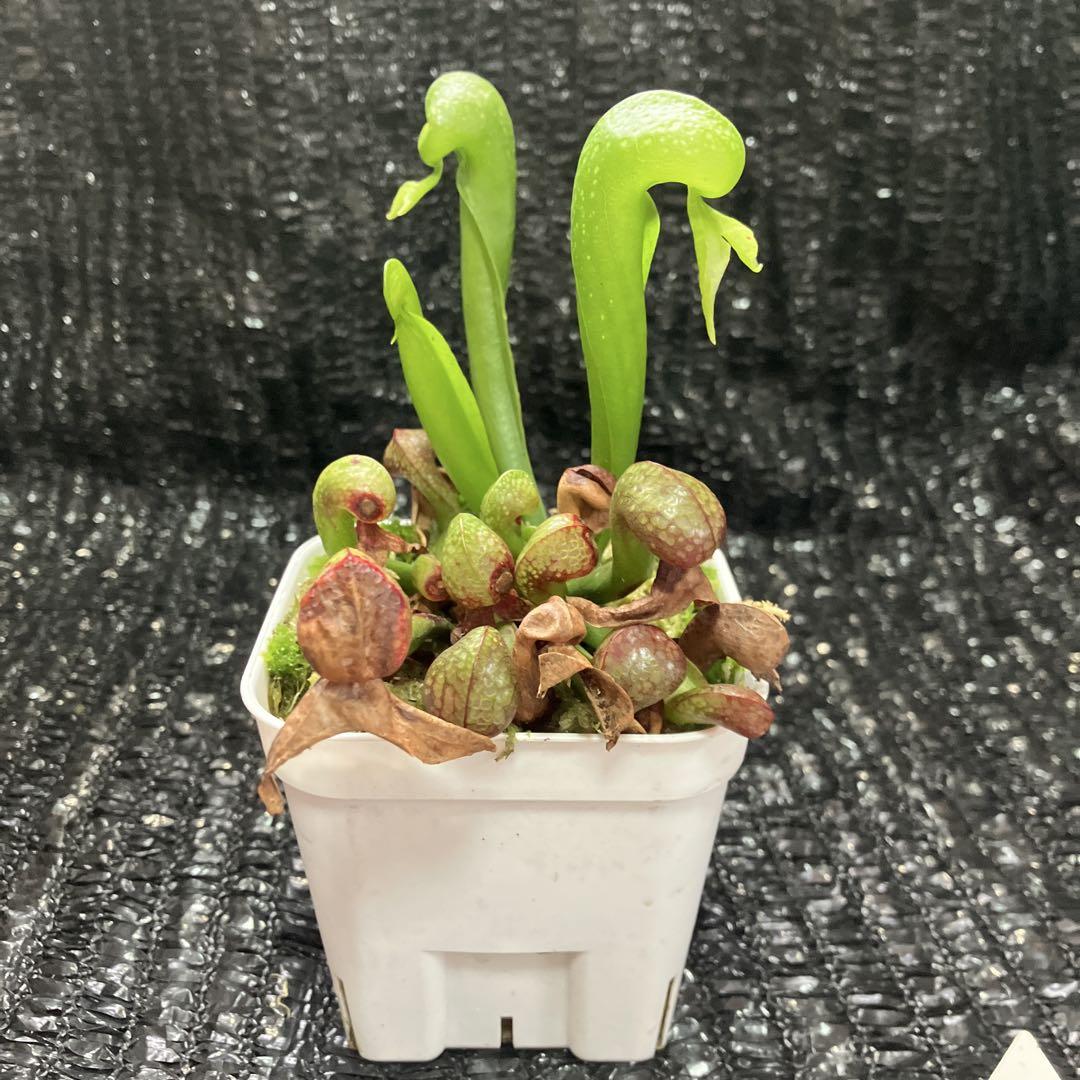 食虫植物 Darlingtonia californica ダーリングトニア - メルカリ