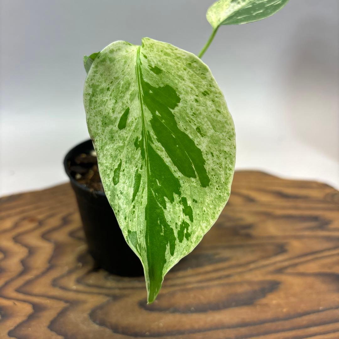 モンステラ フシギダネ 順化済み 斑入り目立った傷や汚れなし