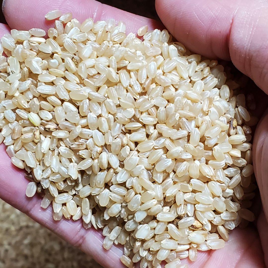 ヒノヒカリ】山口県産令和6年新米無農薬玄米精米送料無料20キロ