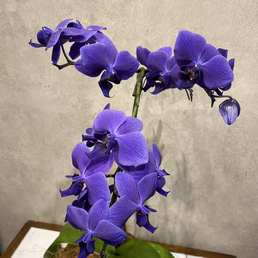 現品のみ❗️枝ぶり良いです。超希少❗️胡蝶蘭❤️ブルージーン