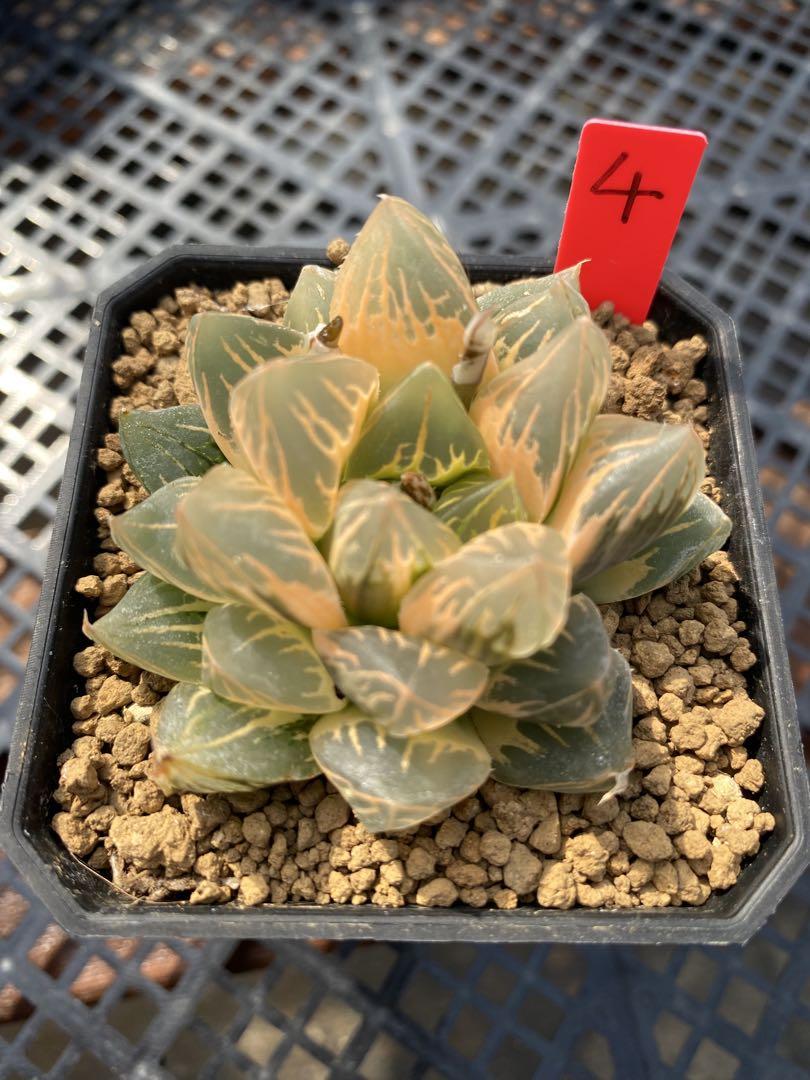 4M ハオルチア　多肉植物　大葉花水晶錦　自家繁殖
