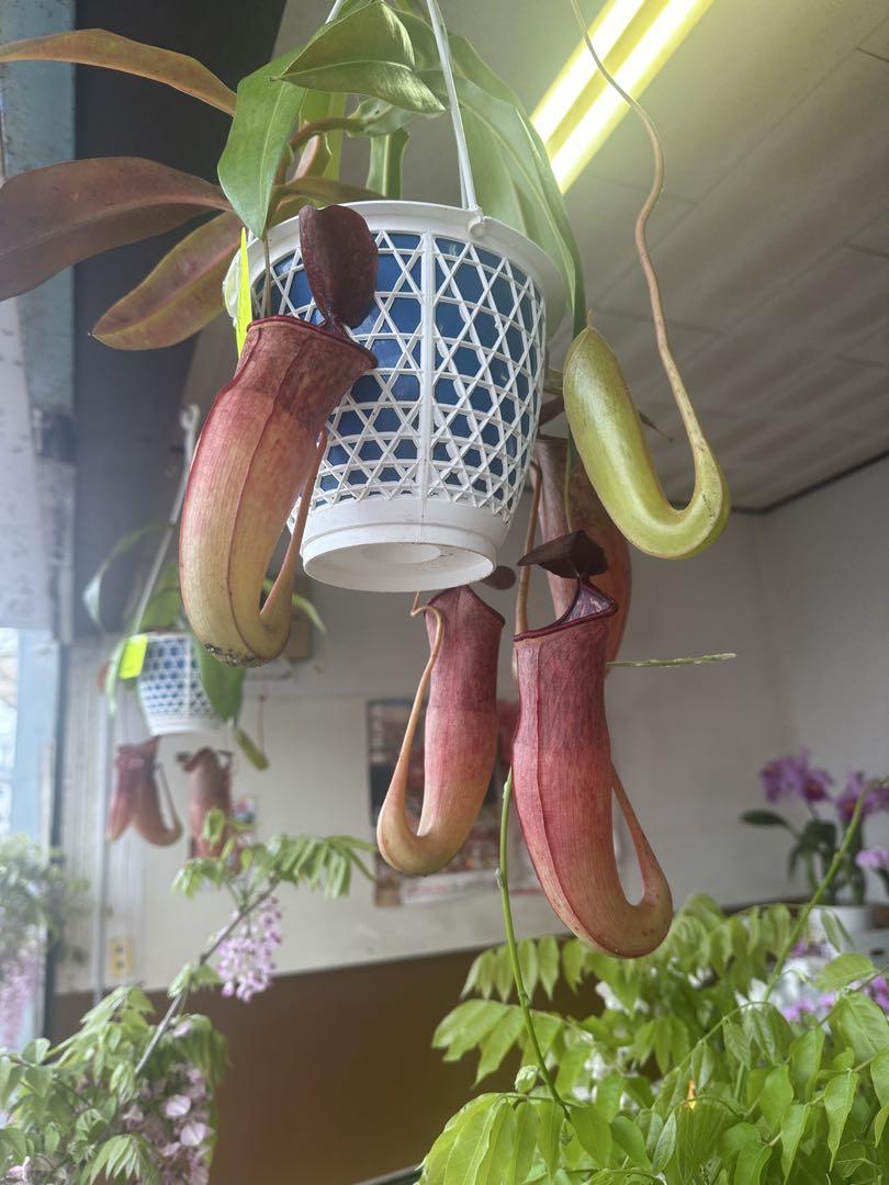 食虫植物　ネペンテス　アスターシアーナ