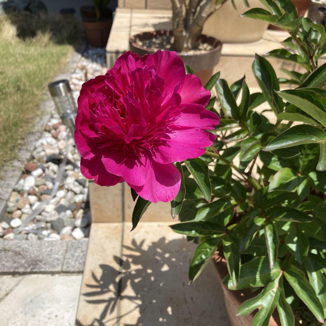芍薬 芍薬苗 特大株苗 画像2