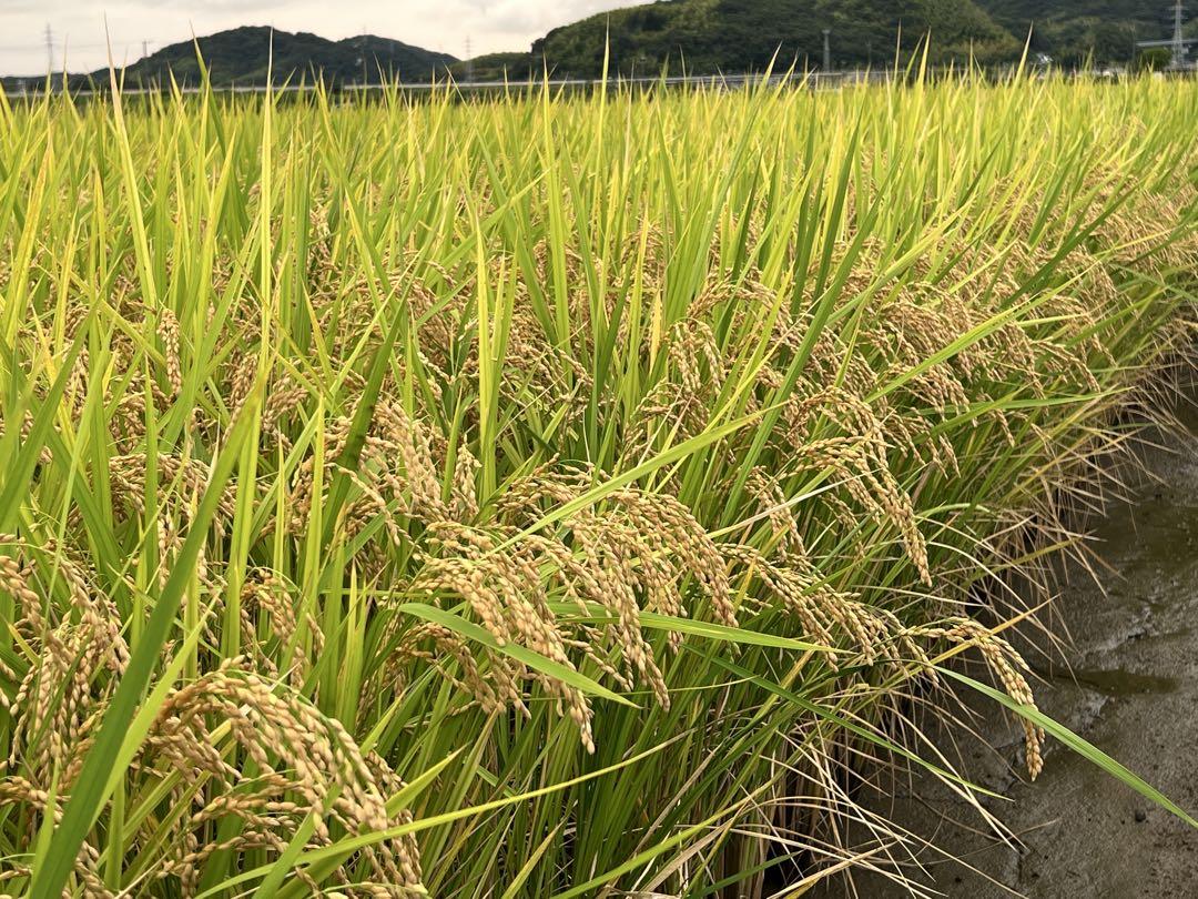 岡山県産　自然栽培　朝日米　玄米10kg