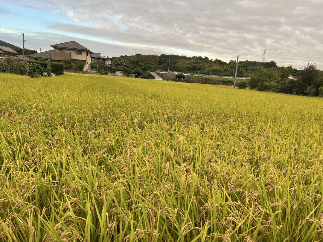 岡山県産　自然栽培　朝日米　玄米10kg