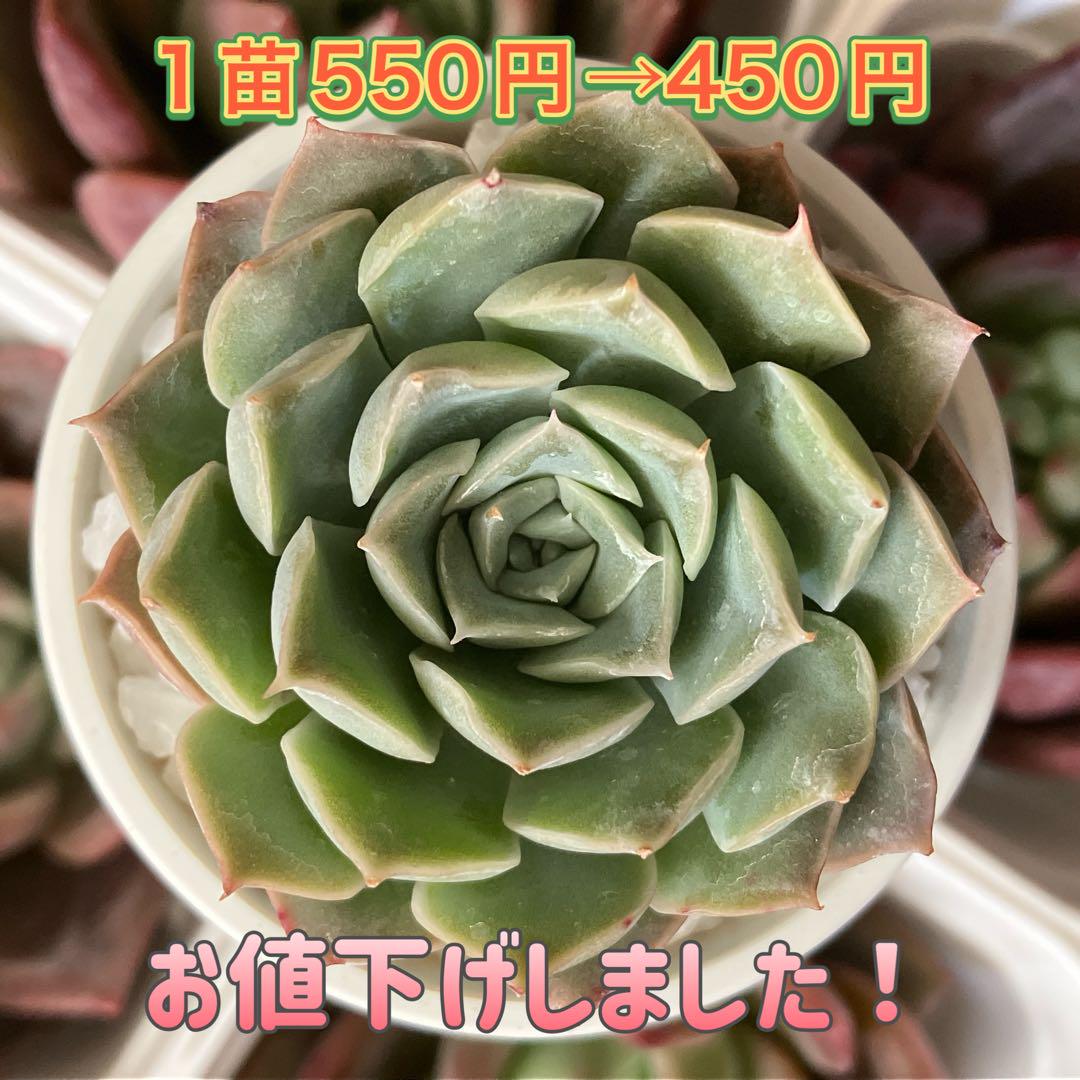 12 ルシンダ小葉変異×ヒアリナ　韓国苗　エケベリア