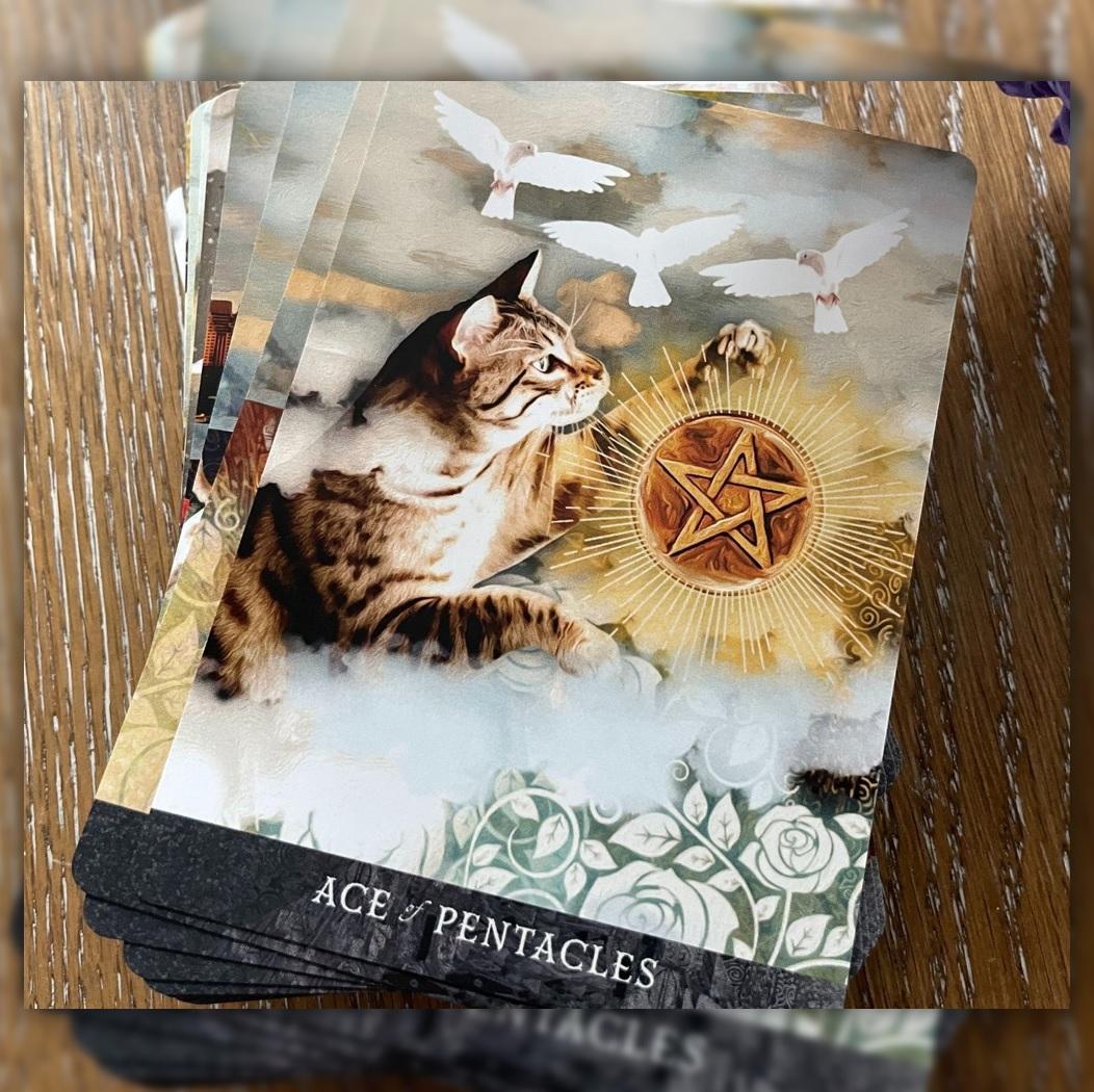 ✨ファンに愛される人気タロット✨猫たちの知恵と魔法が詰まった海外タロットカード