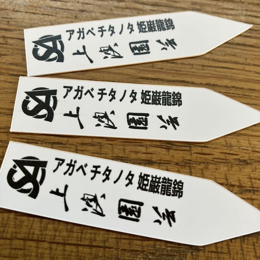 k*i様 オークション　⑧サイズ大　アガベ　姫厳竜錦　覆輪斑　TC
