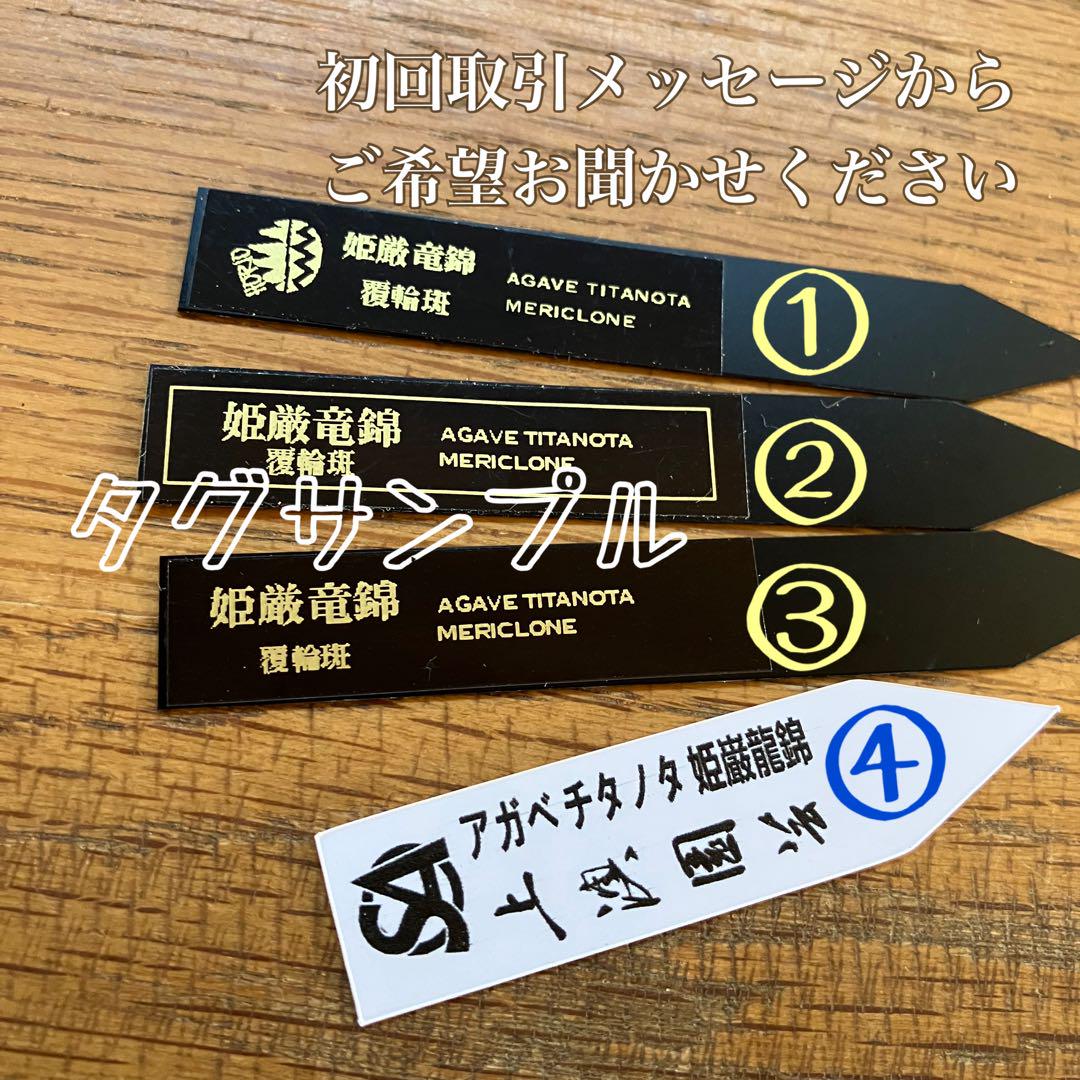 k*i様 オークション　⑧サイズ大　アガベ　姫厳竜錦　覆輪斑　TC