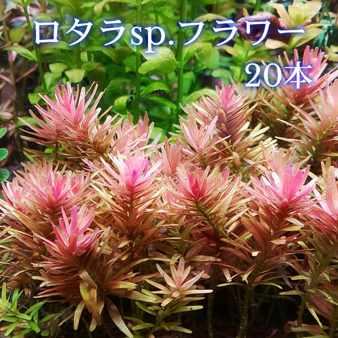 赤本　バラ売り　ネコポスは650円 3箱以上特価】ネコポス対応角A4ガゼット封筒（228［25］×312＋60