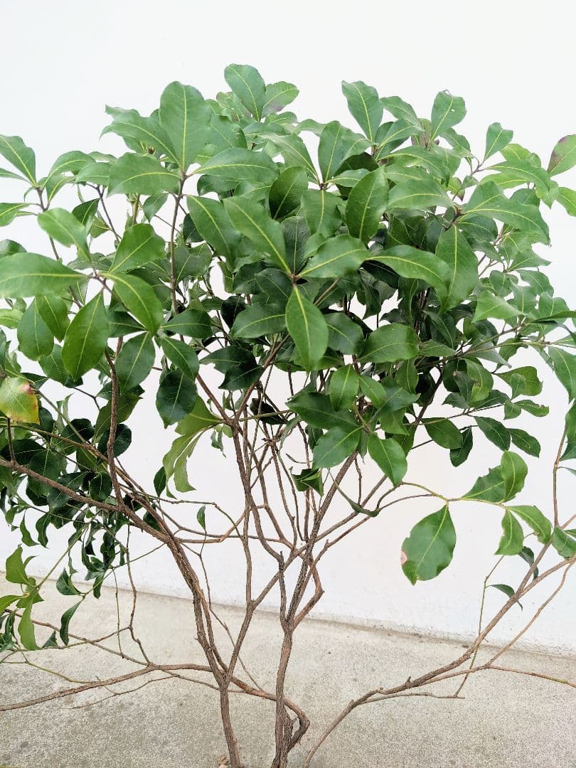 柔かブランチぶりのアセビ 堆積採り根っから株 Yasui 草木 観葉植物 Corecontractors Com 柔かブランチぶりのアセビ 堆積採り根っから株 Yasui 草木 観葉植物 Corecontractors Com