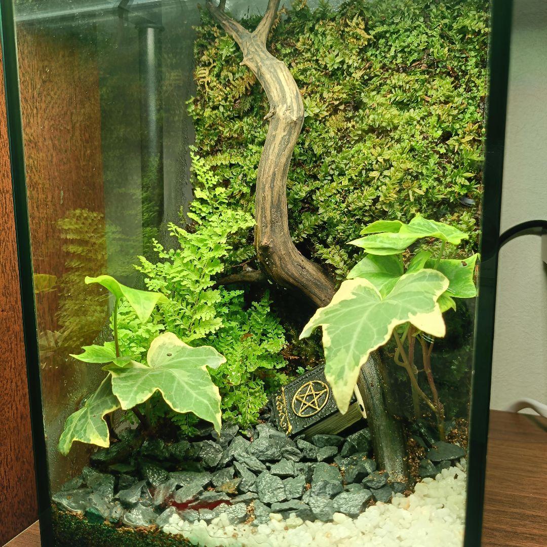 苔テラリウム 完成品目立った傷や汚れなし YUZUMIYA_COM