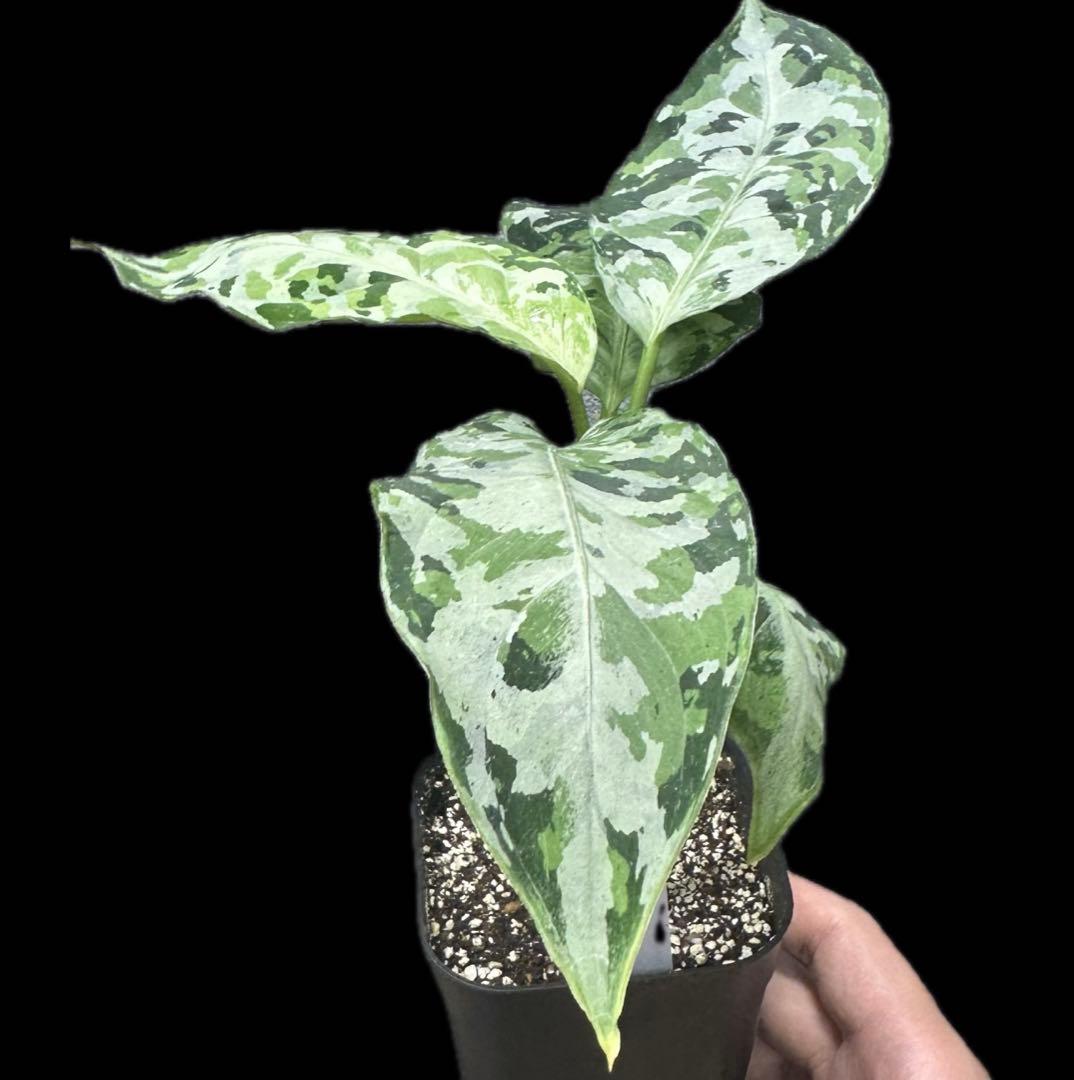 Aglaonema pictum