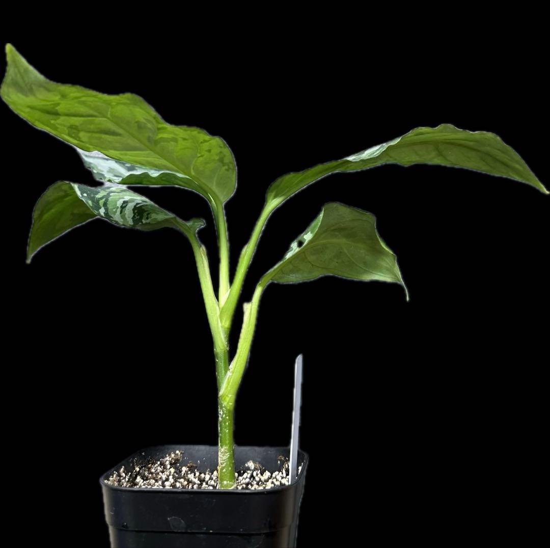 Aglaonema pictum tricolor 柳緑花紅 中株目立った傷や汚れなし YUZUMIYA_COM