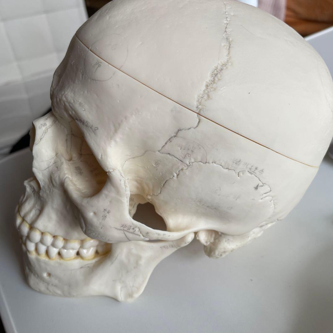 頭蓋骨模型歯科用具 頭蓋骨模型歯科用具