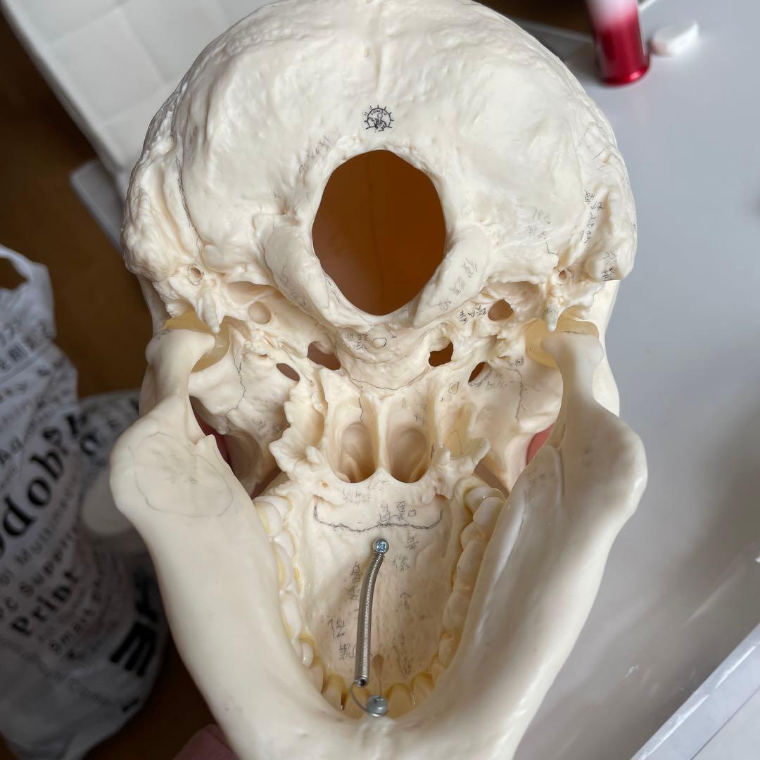 頭蓋骨模型歯科用具 頭蓋骨模型歯科用具