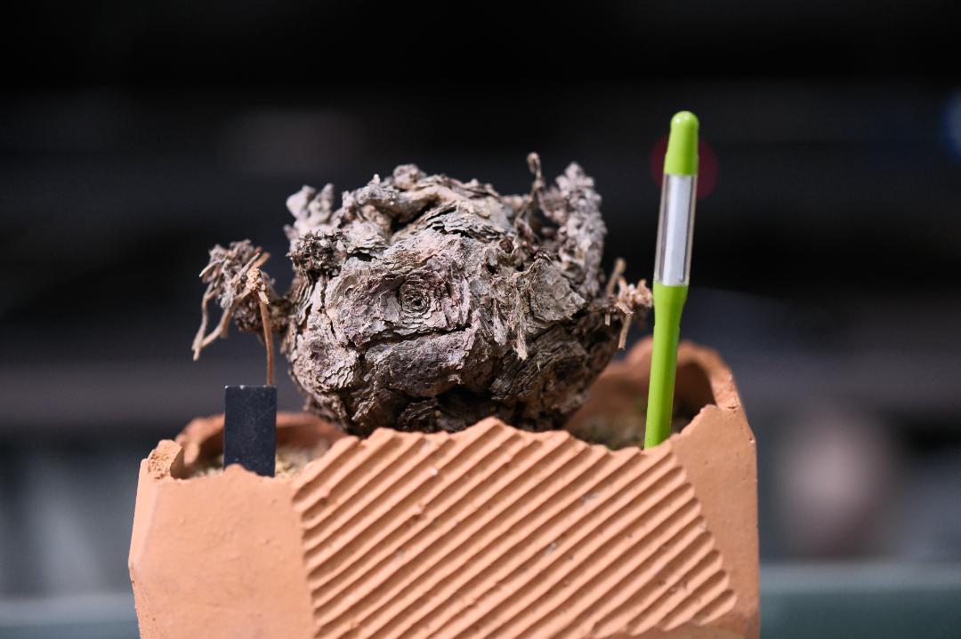 塊根植物