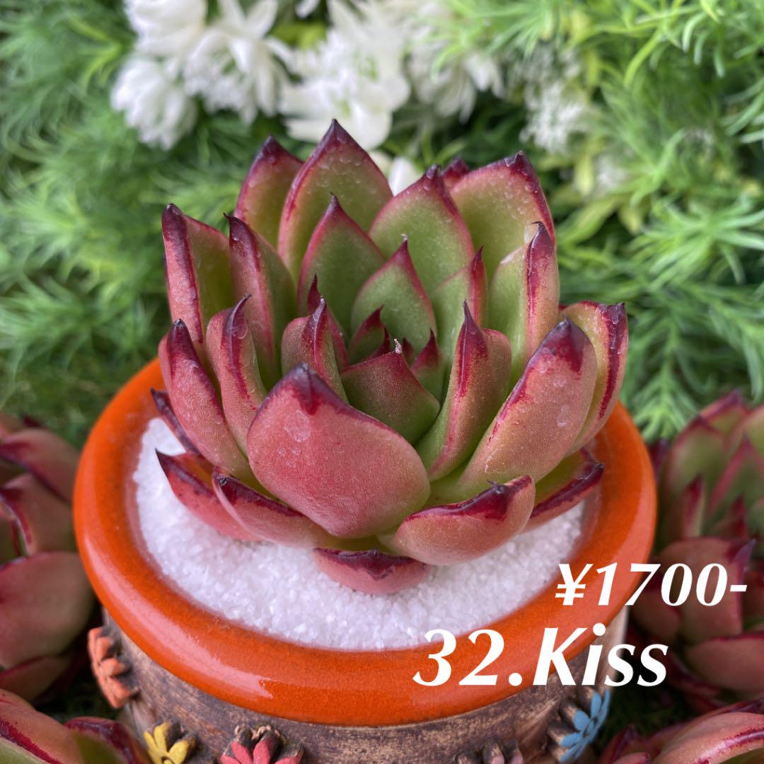 レッド系贅沢品32.キス ◇多肉植物◇ 植物/観葉植物 インテリア小物レッド系¥11,664-www.weddingmate.my レッド系贅沢品32.キス ◇多肉植物◇ 植物/観葉植物 インテリア小物レッド系¥11,664-www.weddingmate.my