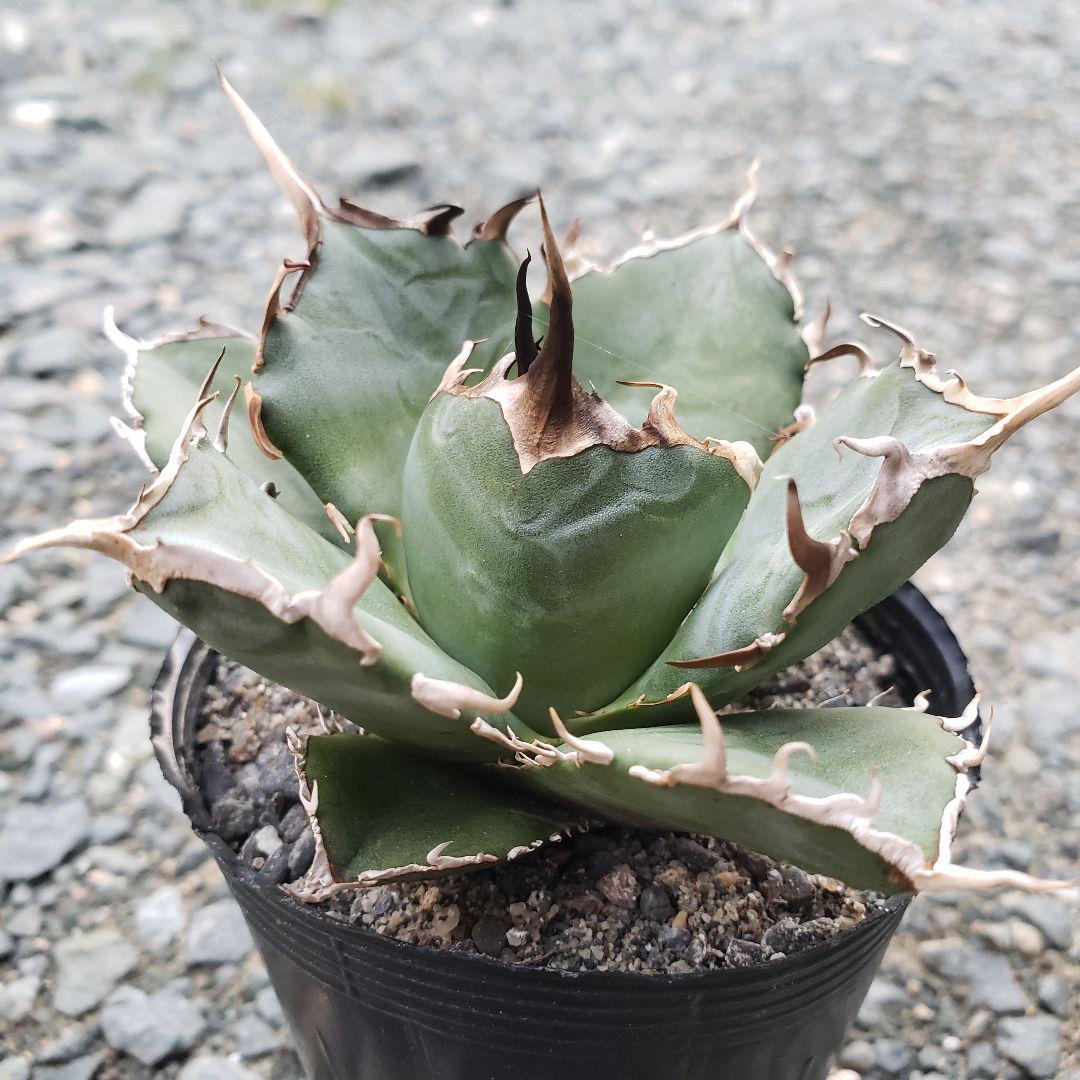ゆうゆうメルカリ便料金込み☆多肉植物 アガベ 小島白鯨 根付き苗です