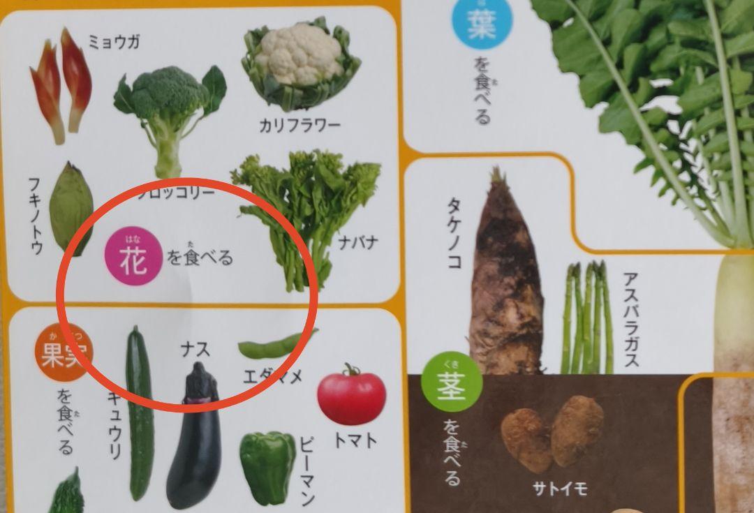 美品 9冊セット 小学館の図鑑NEO8冊＆NEO+ぷらす1冊