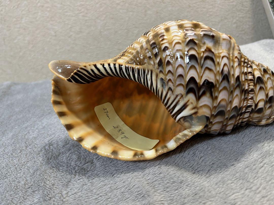 法螺貝　ホラガイ　約27cm 289g