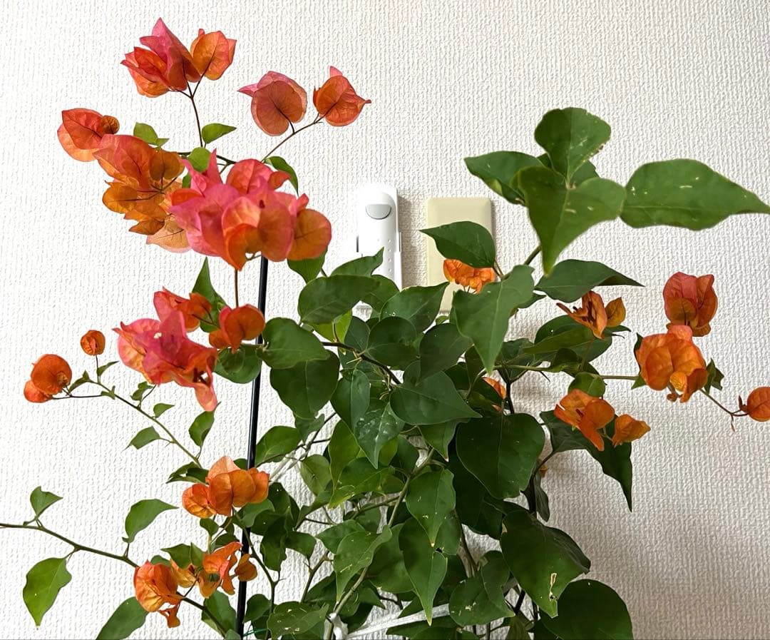 ブーゲンビリア 超 大株 繰り返し咲き 蕾付き 開花株♥に近い YUZUMIYA_COM