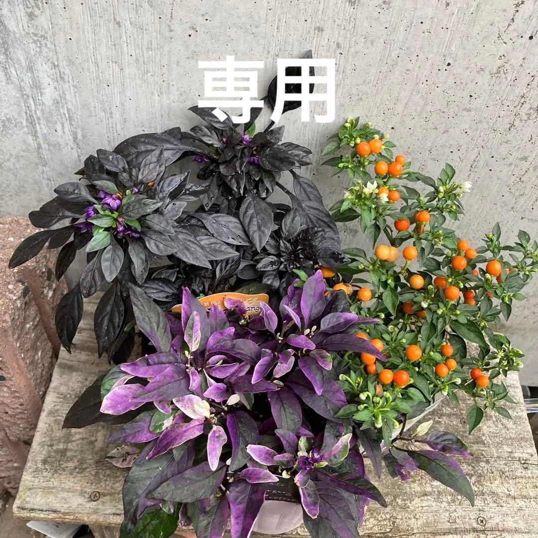 観賞用とうがらし　3種類セット　✿Dom❤Mia✿プロフ必読様専用です。