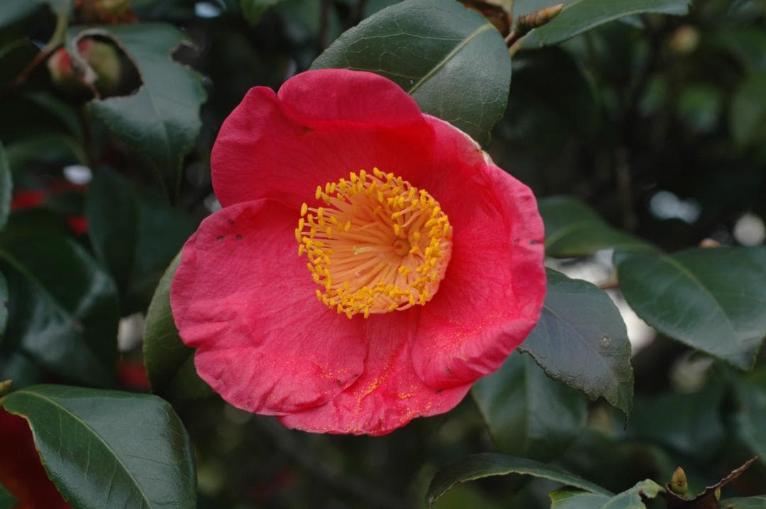 紅妙蓮寺 椿目立った傷や汚れなし YUZUMIYA_COM