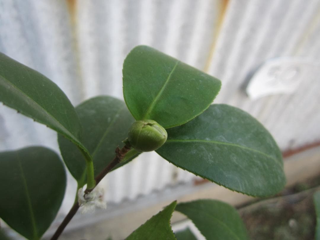 椿目立った傷や汚れなし