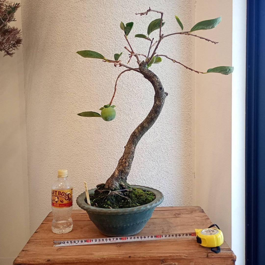 盆栽 柿（御前柿）樹高鉢底より約64cm