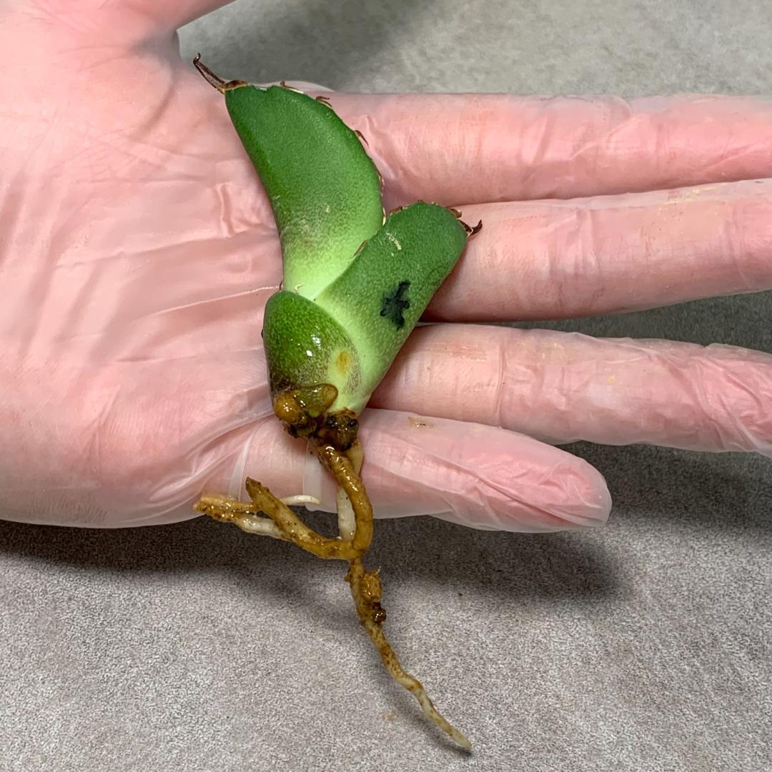 大鋼牙 白排棘 アガベ チタノタ 大鋼牙 ② Agave titanota 台湾 | mail