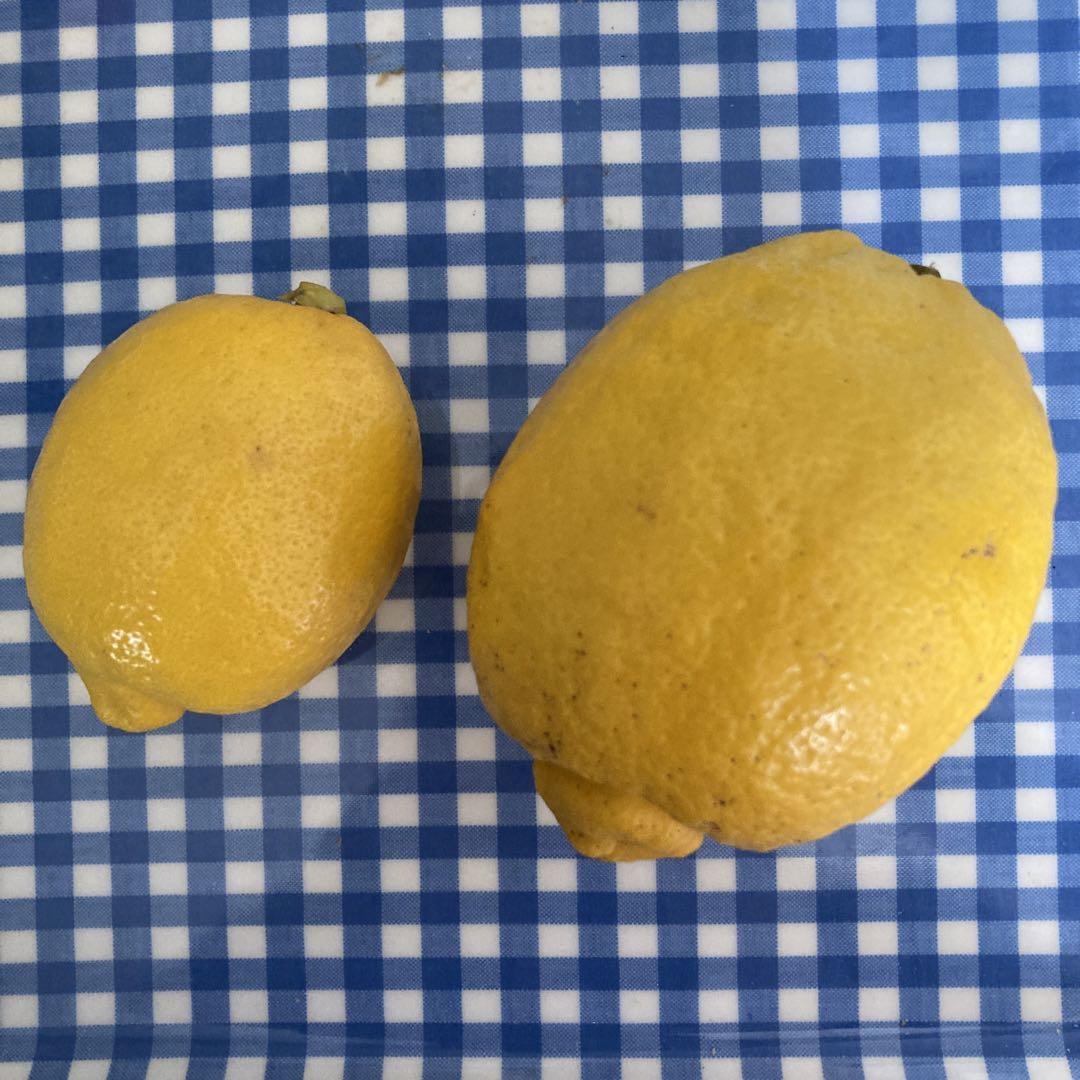 瀬戸田レモン 大玉レモン 約5kg④ - メルカリ