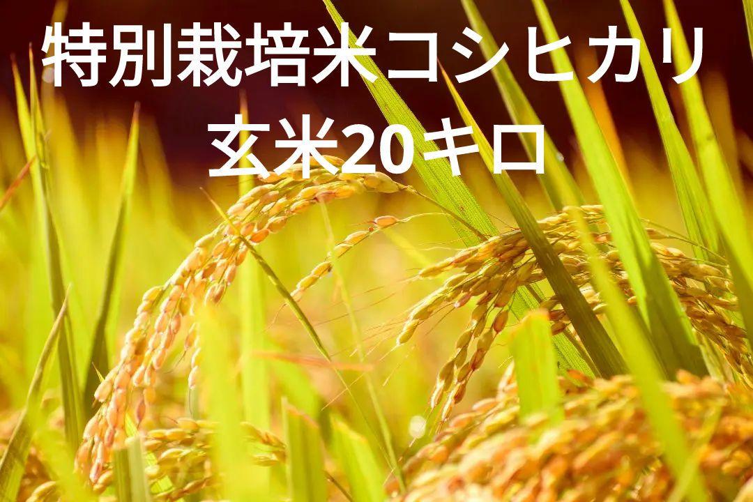 【令和６年産】特別栽培米　新潟県産コシヒカリ　玄米20㎏　新米
