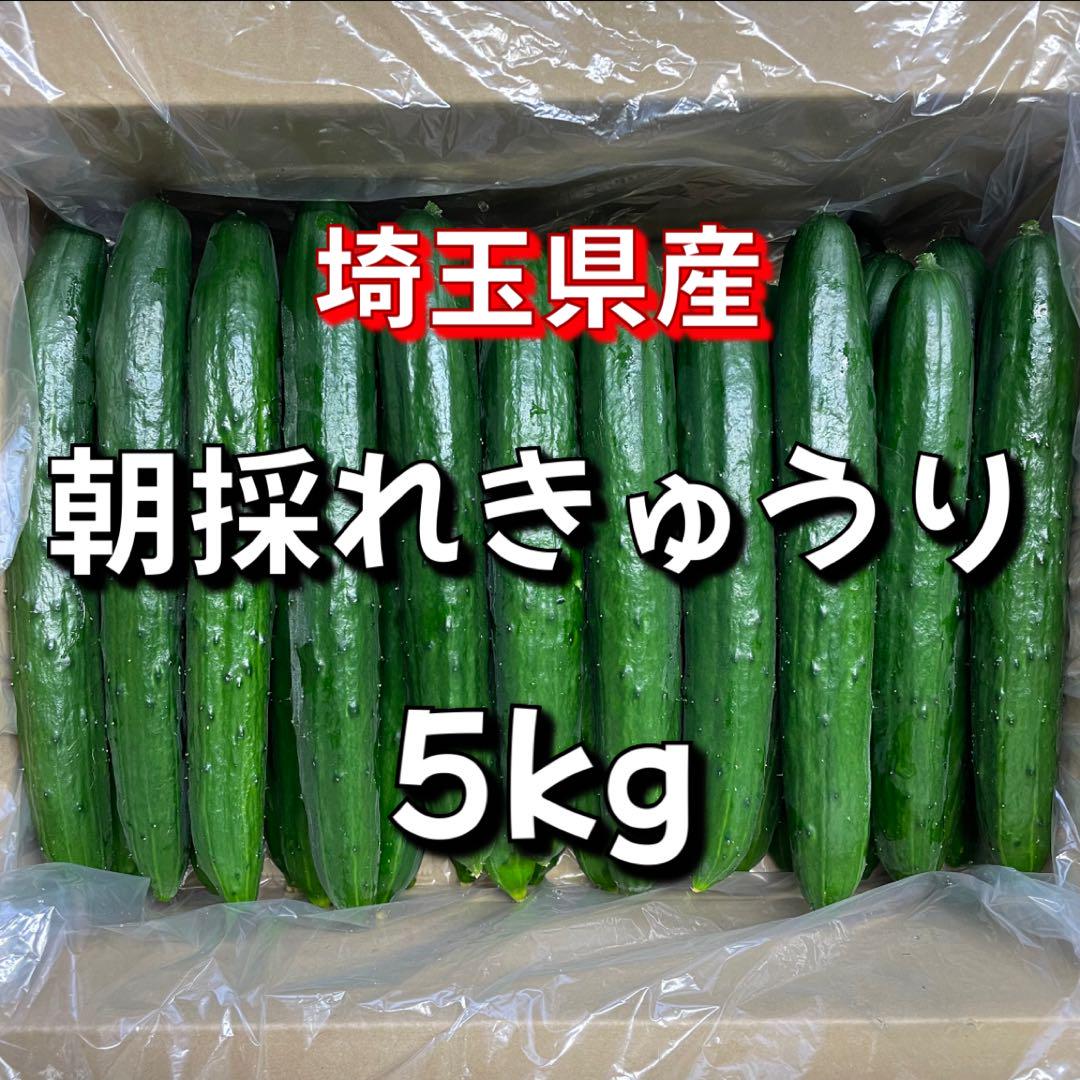 きゅうり 秀品 5kg以上(54本)新鮮 朝採れ きゅうり 小松島市