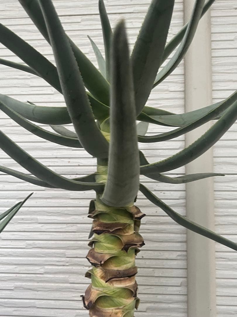 特大アロエ ディコトマ目立った傷や汚れなし YUZUMIYA_COM