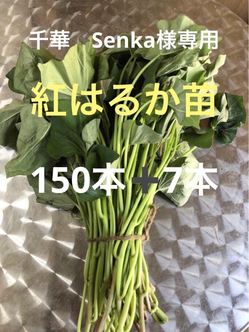 紅はるか苗150本➕7本
