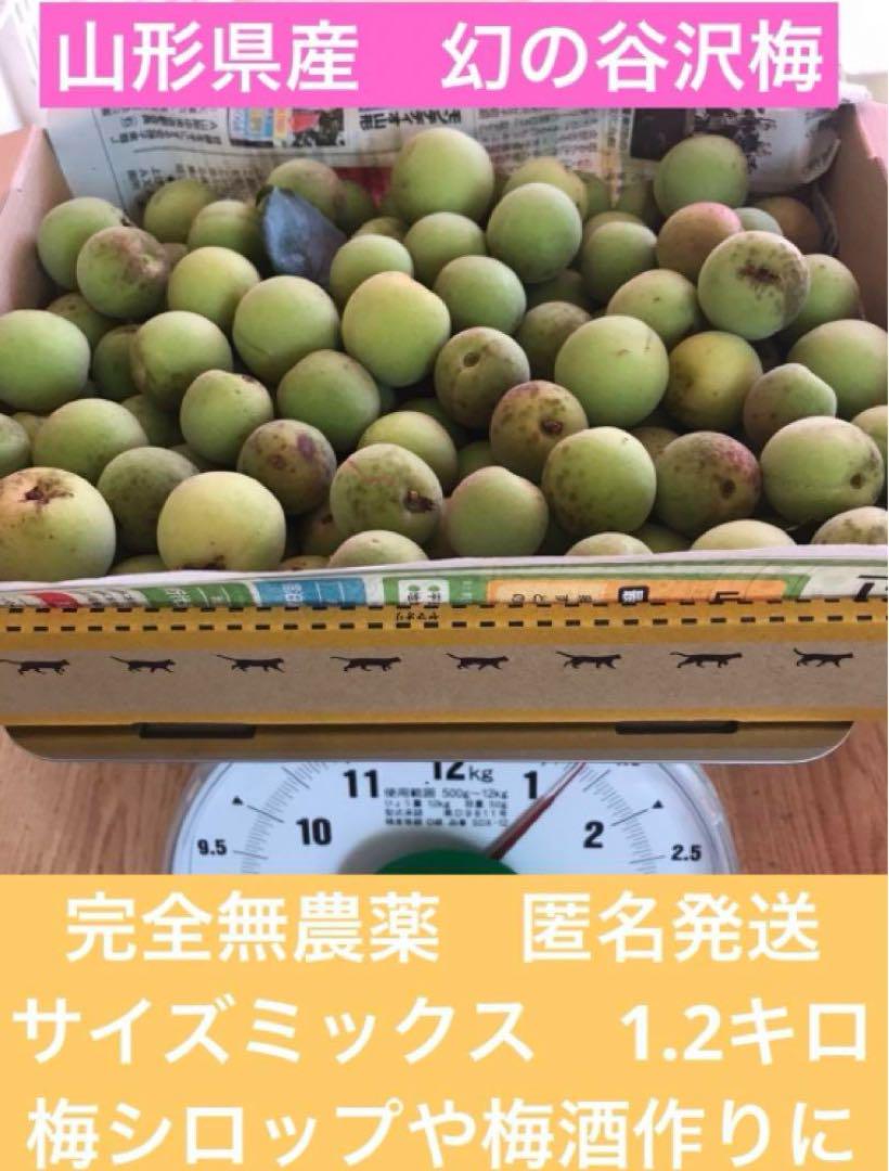 匿名発送】山形県産 幻の谷沢梅 1.2キロ サイズミックス 梅