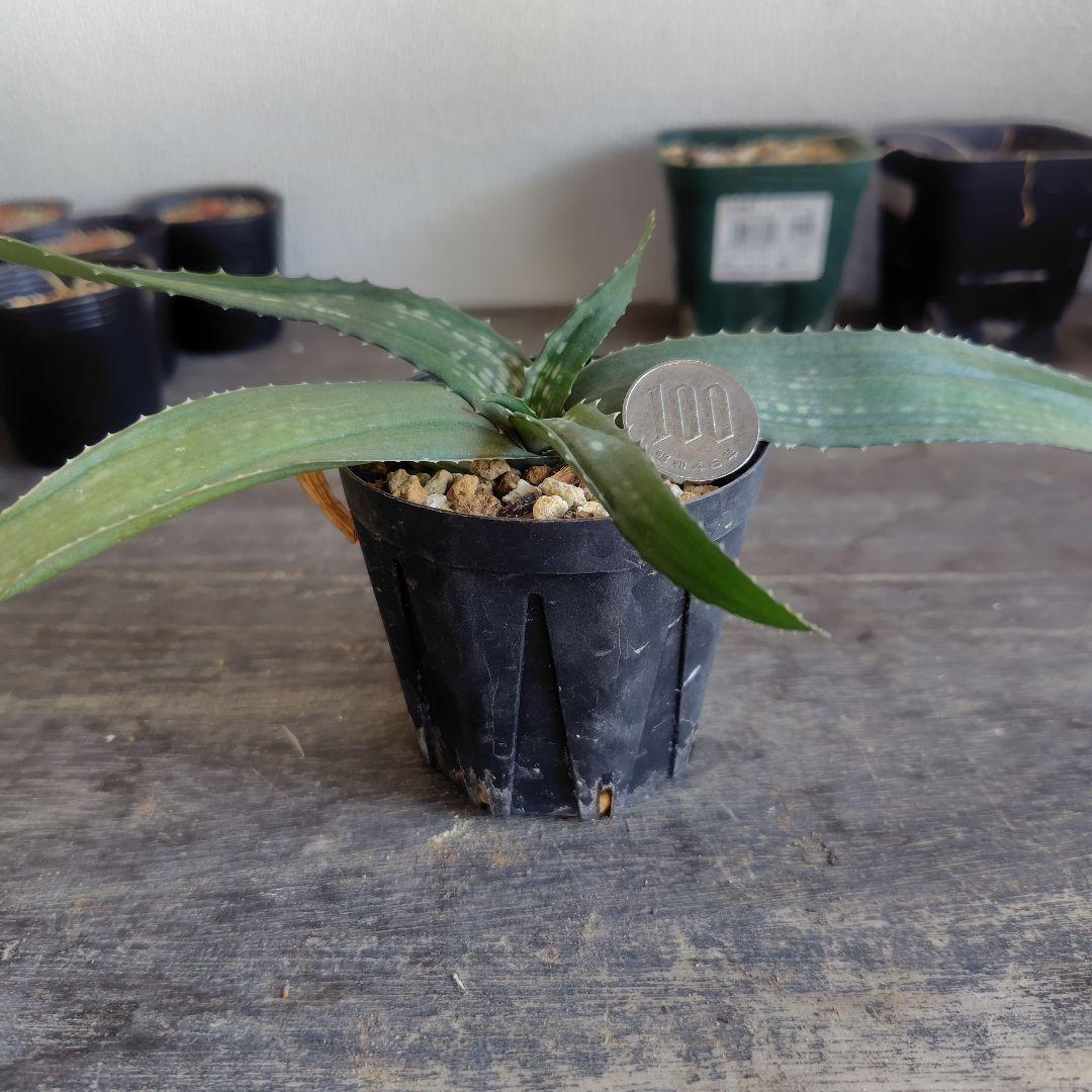 珍種 アロエ アンカラネンシス(実生苗) 珍種 アロエ アンカラネンシス(実生苗)