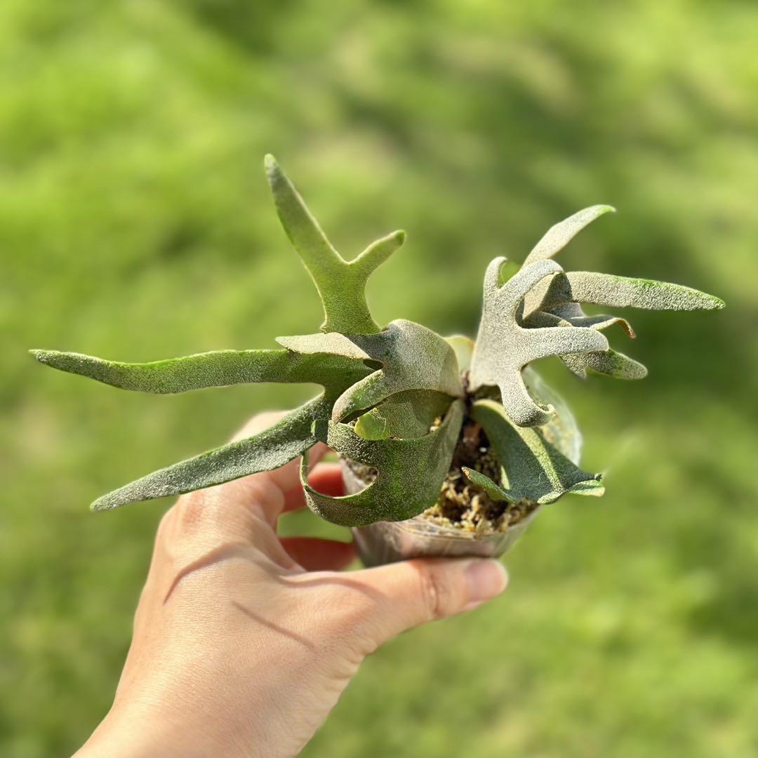yellow moon dwarf ’totoro’ sporeling 208
