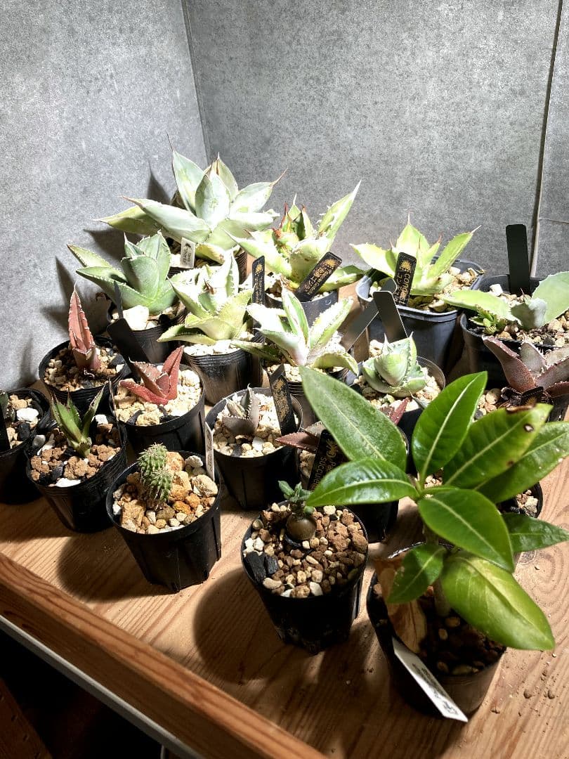 大好評!!アガベメイン!塊根19種セット