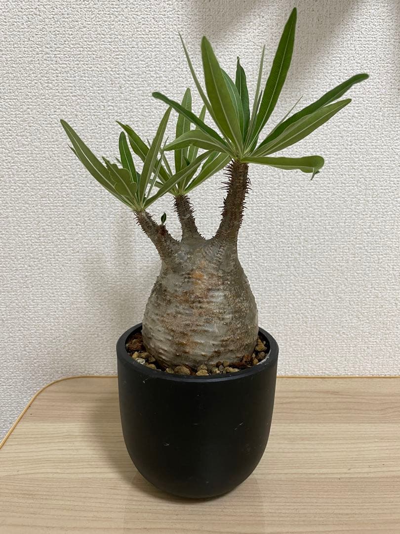 パキポディウム・グラキリス