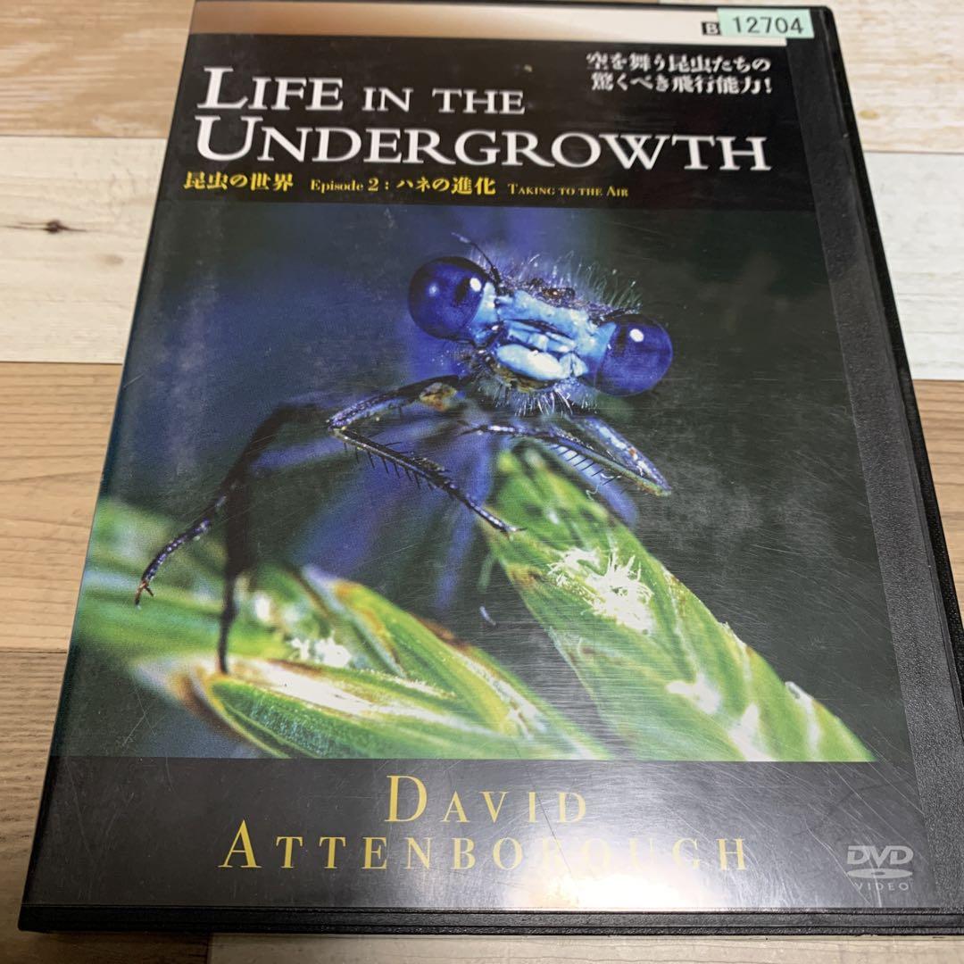 BBC昆虫 ライフ・イン・ザ・アンダーグロウス/昆虫の世界 DVD 全