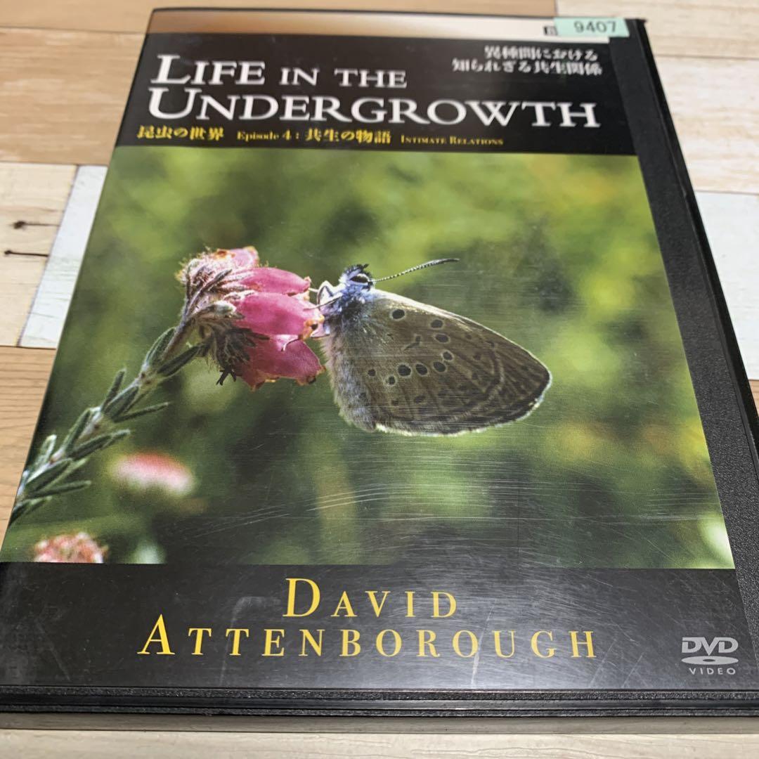 BBC昆虫 ライフ・イン・ザ・アンダーグロウス/昆虫の世界 DVD 全
