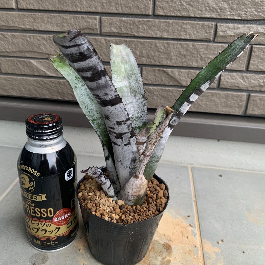 ブロメリア・エアープランツ Aechmea chantinii Black panther Aechmea chantinii Black panther ブロメリア・エアープランツ