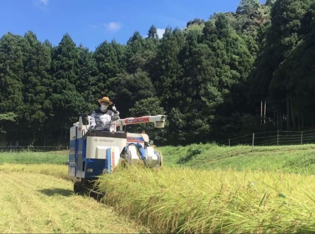 特別栽培米　稲架け　減農薬　新米　10キロ コシヒカリ　玄米　白米　無洗米　限定