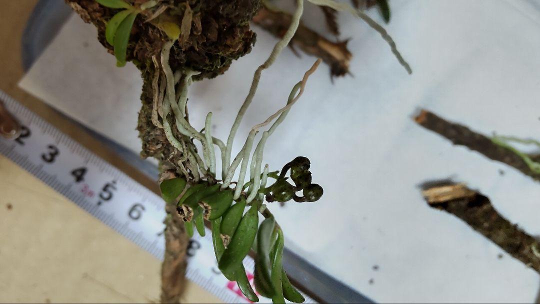 山草 着生蘭 ベニカヤラン(静岡産ベニカヤラン・カヤラン 山草 着生蘭 ベニカヤラン(静岡産ベニカヤラン・カヤラン