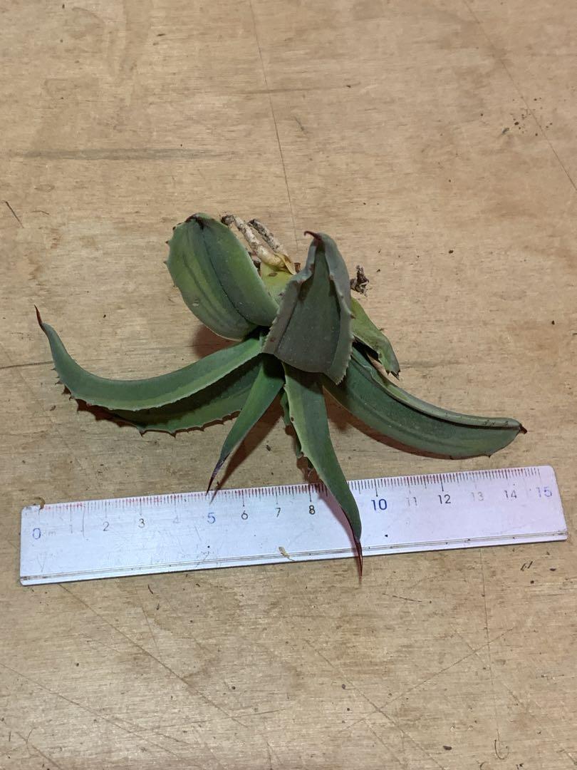 最高級株！発根済み！かなり大きめ　オルカ　アガベ　極上株 多肉植物アガベ オルカ 極上カット株