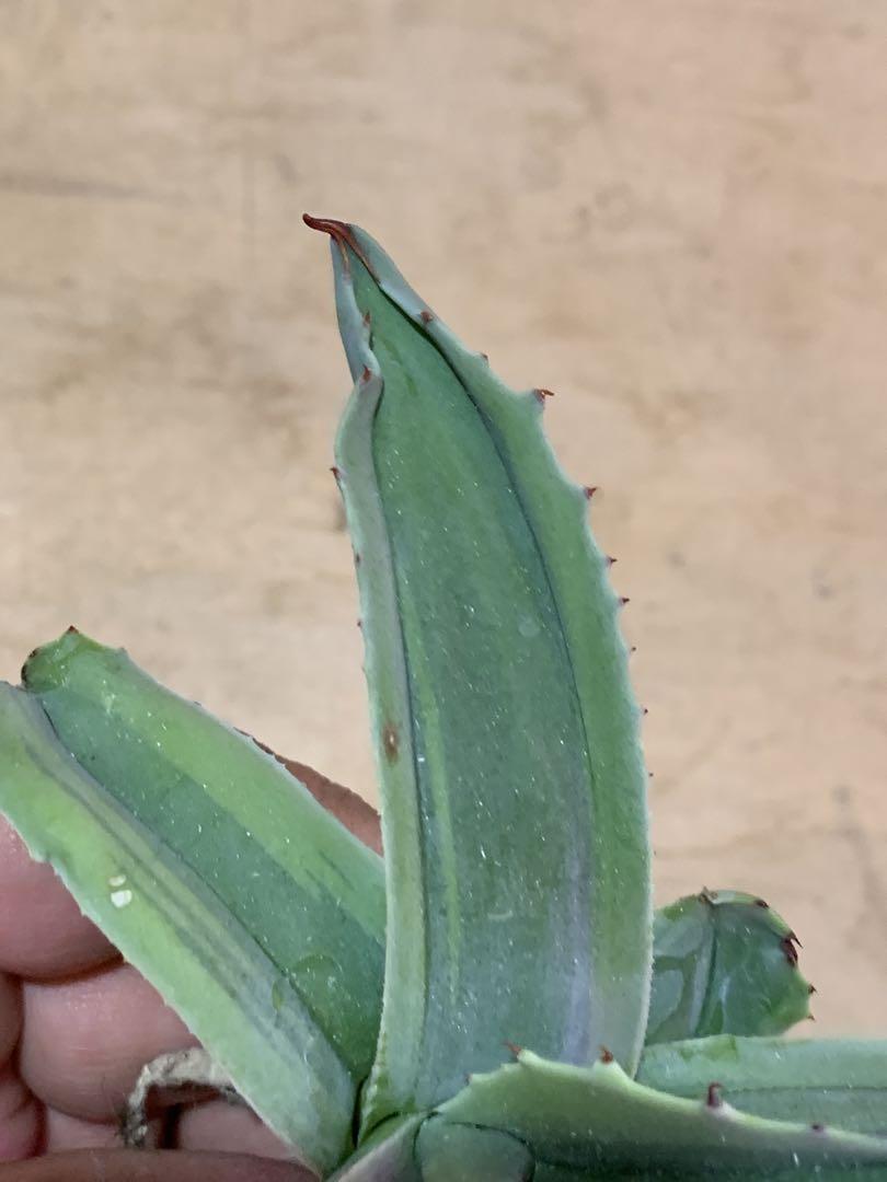 多肉植物アガベ オルカ 極上子株