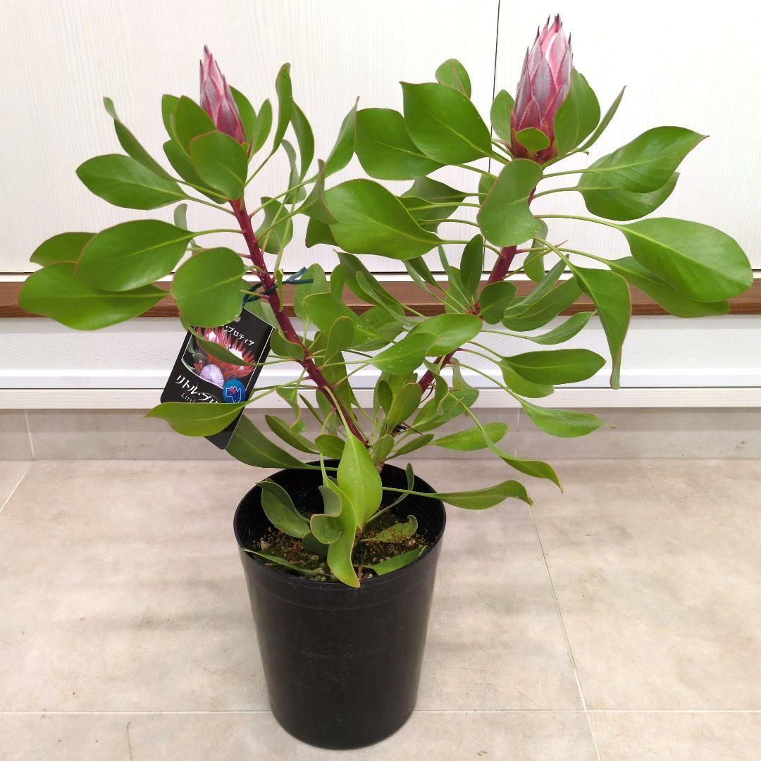 花芽付き 花苗 キングプロテア リトルプリンス ６号鉢 オージープランツ　Ａ